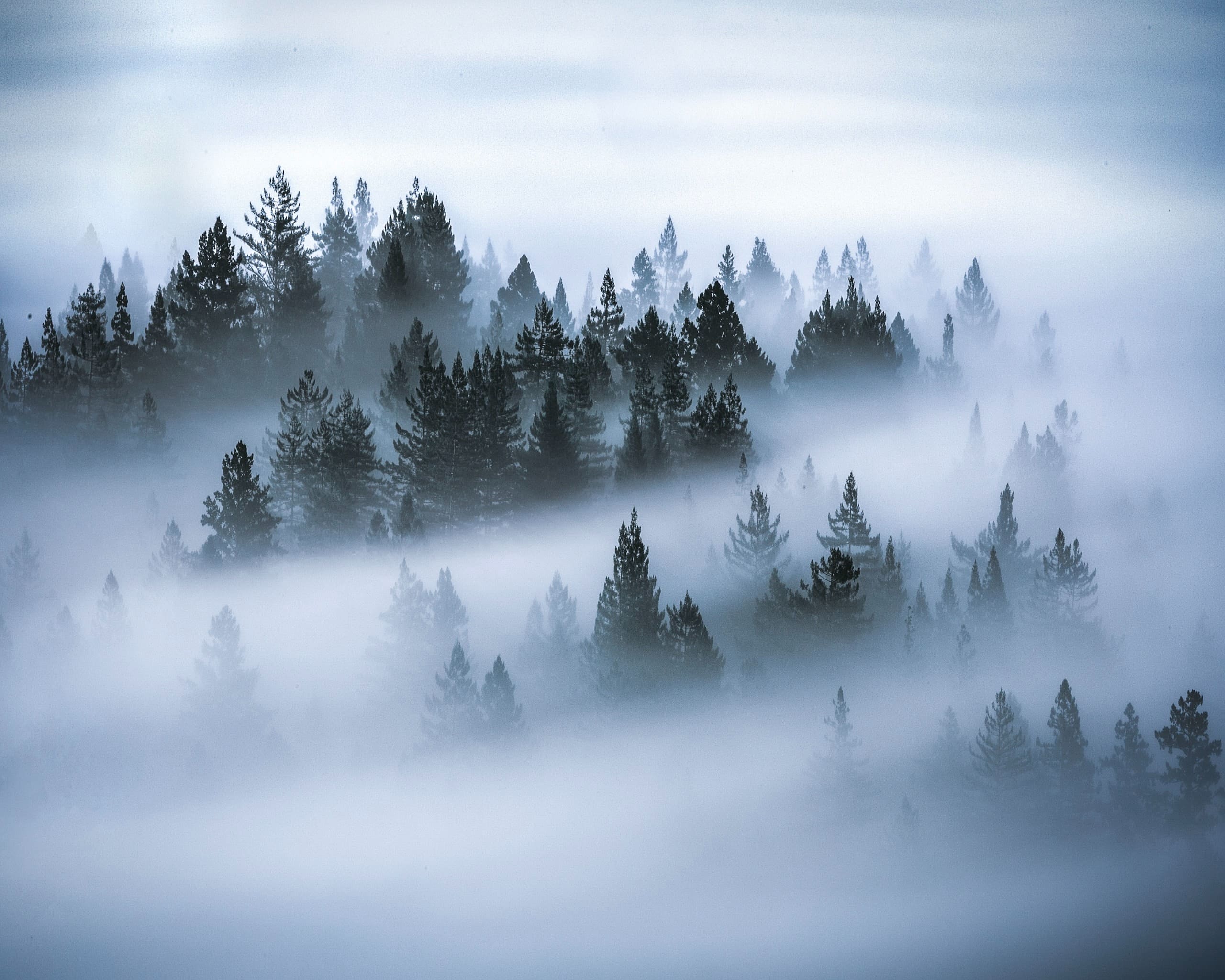 Skog i dimma